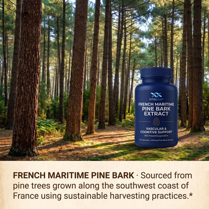 French Maritime Pine Bark Extract 400mg | 95% Proanthocyanidins | Maximum Strength Vascular & Circulation Support